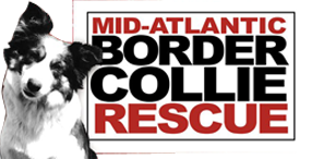 Mid-Atlantic Border Collie Rescue